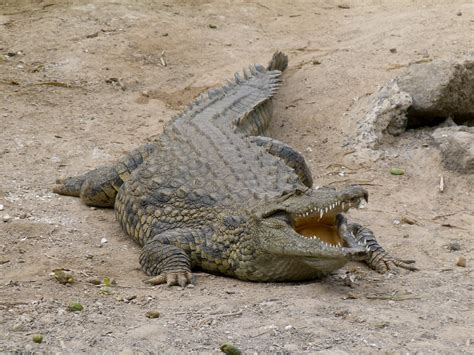 File:Crocodylus - Crocodile - Krokodil - 01.jpg