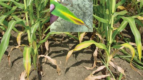 Nutrient Deficiency – Nitrogen | UT Crops News