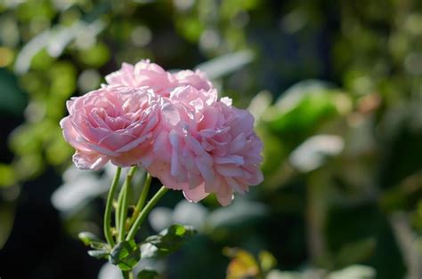 Premium Photo | Pink roses in a garden