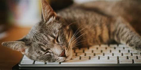 Why Do Cats Like To Walk & Sit on Keyboards as Much as They Do? - Cats.com