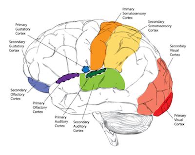 Primary Motor Cortex Definition, Function & Location - Lesson🌕 Desvendando os segredos e ...