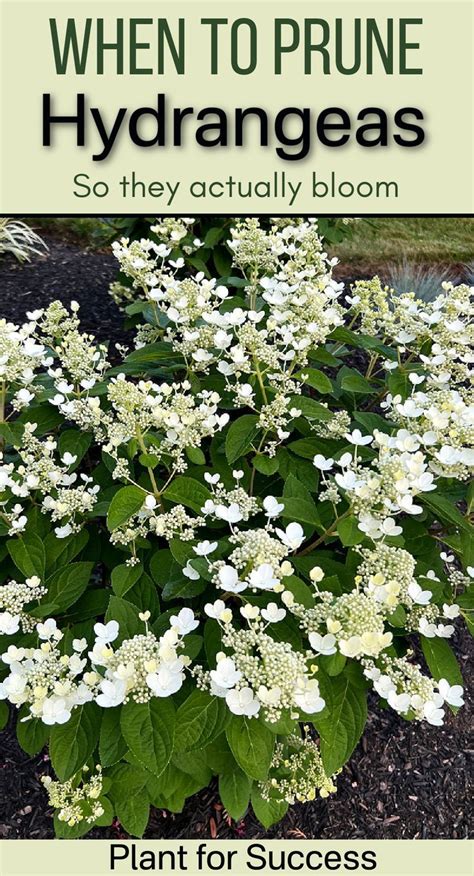 When to Prune Hydrangeas So They Flower | Planting hydrangeas, When to prune hydrangeas, Growing ...