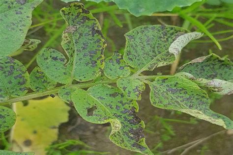 Potato Plant Diseases: Identification & Treatment