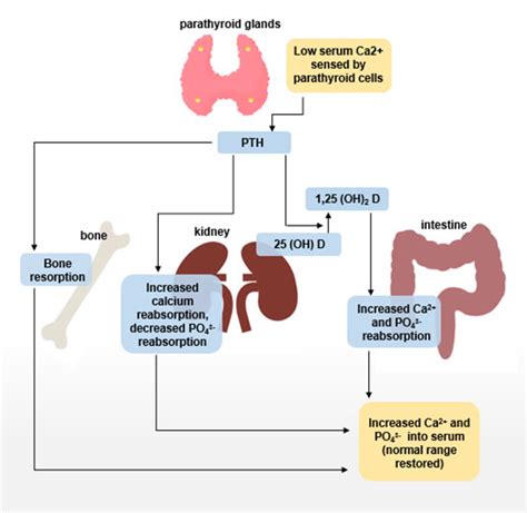 Normal Calcium Levels - Endocrine Surgery | UCLA Health