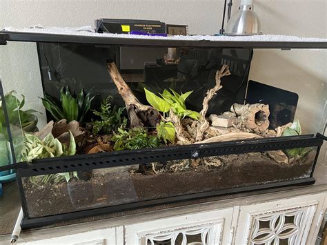 Corn Snake Habitat Setup