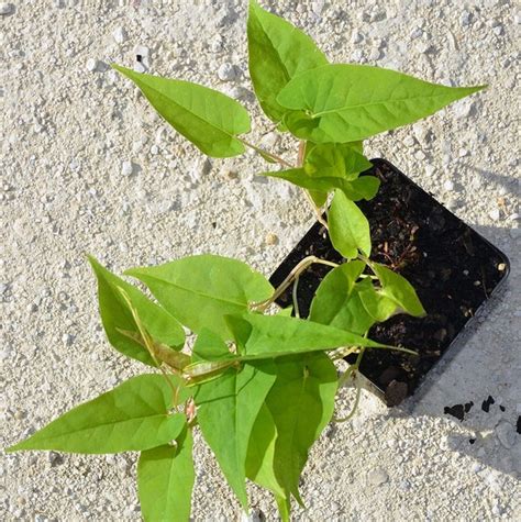 Polygonium Multiflorum Live Plant - Etsy