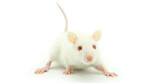 1996 - Mutant Mice May Hold Key To Human Violence - An Excess Of ...