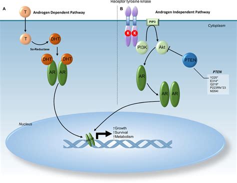 Schematic representation of androgen receptor pathway. Section (A ...