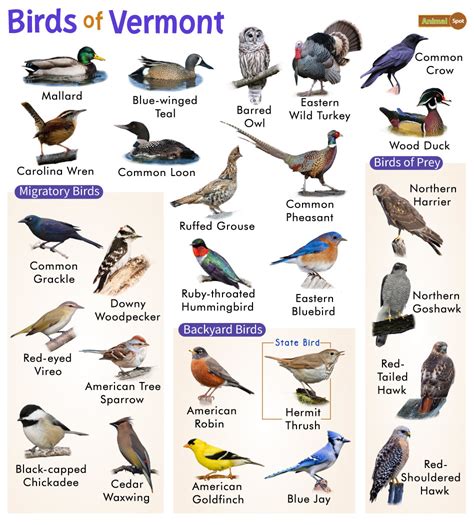 List of Common Birds Found in Vermont – Facts with Pictures