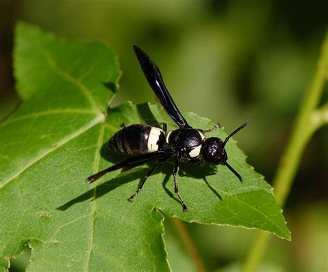 Family Vespidae – ENT 425 – General Entomology