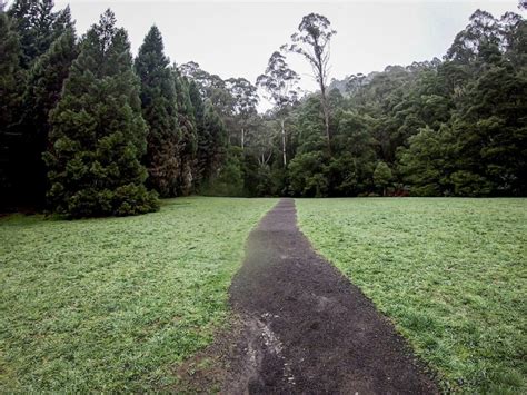 Great Otway National Park | Adventure through Beech Forest - Tracks Less Travelled