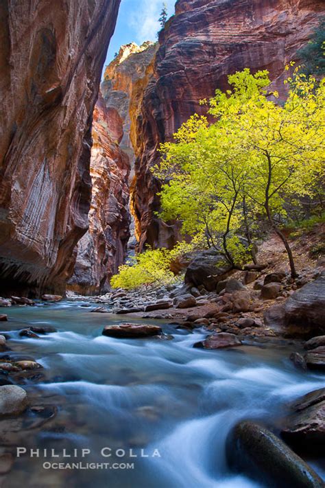 Fall Colors in the Virgin River Narrows, Zion National Park – Natural ...