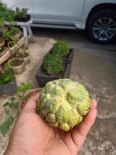 Atis seeds Annona Squamosa seeds sugar apple seeds custard | Etsy