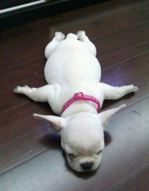 20 Puppies Sleeping In Weird Position | Travels And Living