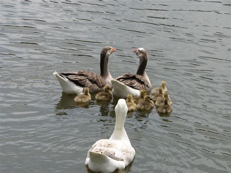 Pilgrim geese? yes or no? | BackYard Chickens - Learn How to Raise Chickens