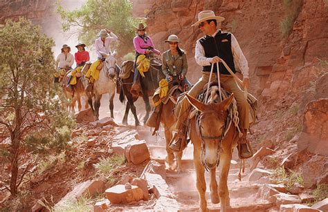 Grand Canyon 'On the Trail' Theme Portrays Donkey Falling off the Edge