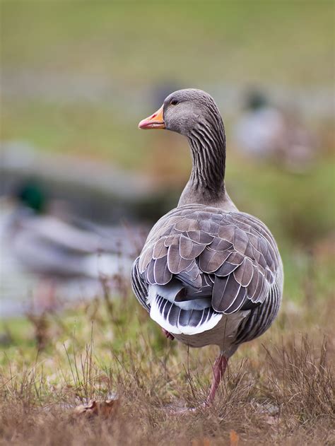 26 best images about Greylag Geese on Pinterest | Mead, Iceland and Animals