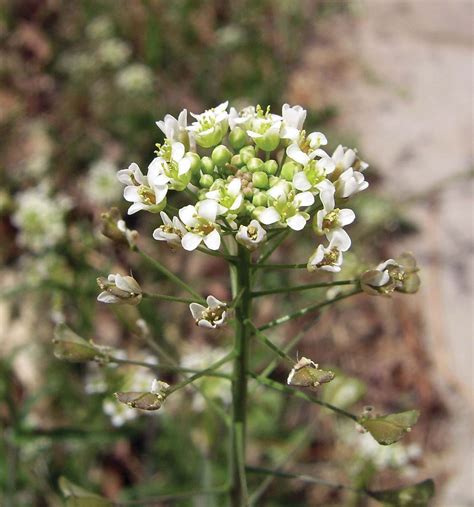 Shepherd’s purse | Medicinal Uses, Edible Leaves, Wildflower | Britannica