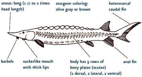 Atlantic Sturgeon – "OCEAN TREASURES" Memorial Library