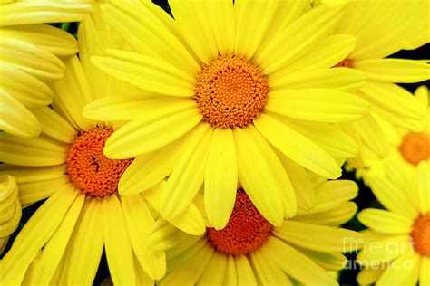 Bright yellow Pyrethrum flowers Photograph by Wdnet Studio | Fine Art America