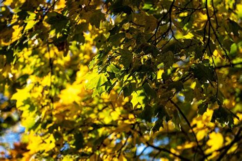 Premium Photo | Tree branch with autumn leaves colorful leaves in autumn