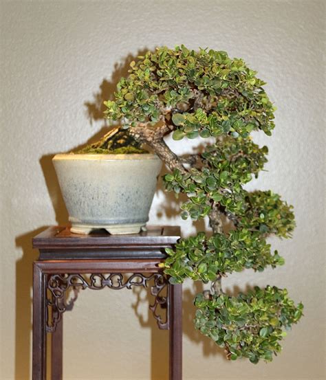 Valavanis Bonsai Blog – Page 18 – Welcome To My Bonsai World! | Jade ...