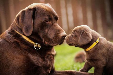 All About The Enthusiastic Black Labrador Dog Temperament #labradorpuppy #labradorliebe # ...