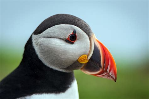 Puffins Large Beak Helps Them Stay Cool