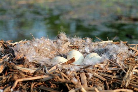 Canada Geese Eggs Photograph by Bethany Benike - Fine Art America