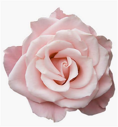 Rose Flower Pink Transparent Tumblr Freetoedit Png - Pastel Pink Rose Png - 500x484 PNG Download ...