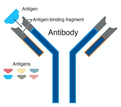 Antibody - Definition (v1) by National Human Genome Research Institute ...