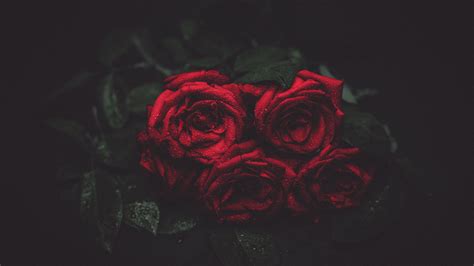 Dark Red Roses Wallpapers on WallpaperDog