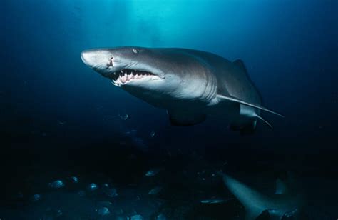 Shark Folklore Around The World: Myths And Legends