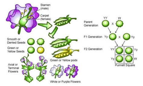 Biological Contributions timeline | Timetoast timelines