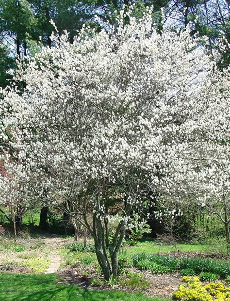 Autumn Brilliance Serviceberry | | Fort Wayne Trees