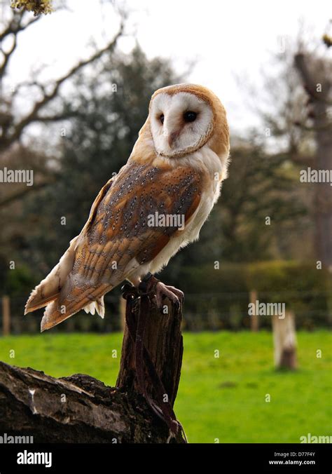 English barn owl portrait Stock Photo - Alamy