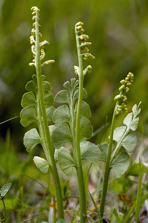 Common Moonwort (botrychium Lunaria) Photograph by Bob Gibbons