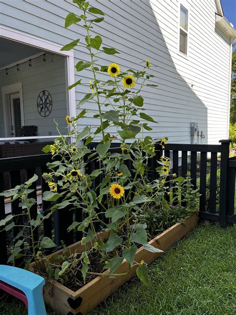 How to grow sunflowers in a raised bed garden | Growing sunflowers, Garden beds, Outdoor garden bed