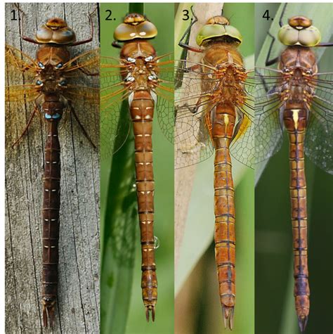 Brown Hawker - British Dragonfly Society