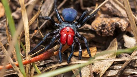 Mouse Spider Pictures - AZ Animals