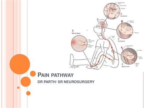 Pain pathway