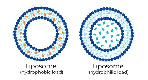 Effects of Concentrating Cannabinoid Loaded Liposome Formulations - Pharma Excipients