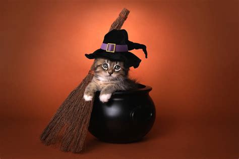 200 Halloween Cat Names: Haunted Options for Your Spooky Cat | Pet Keen