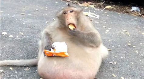 Macaco que ficou superobeso com fast food emagrece e volta à vida ...