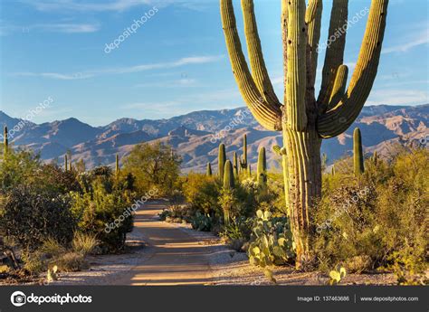 Parque Nacional Saguaro — Foto de stock © kamchatka #137463686