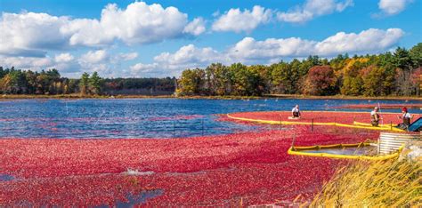 The Best Cranberry Bogs to Tour this Fall on Cape Cod