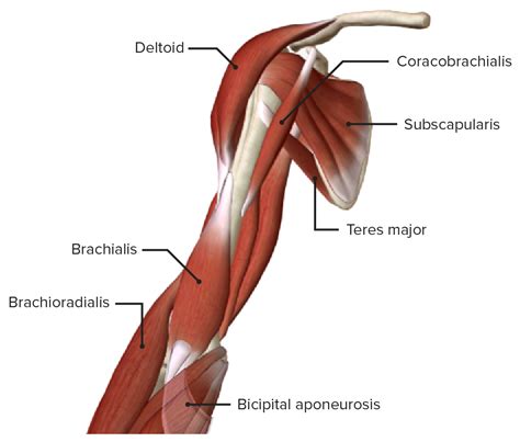 Arm: Anatomy [+video] - Lecturio Medical