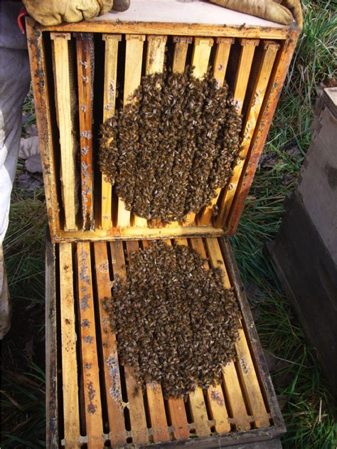 Fitzgerald's Family Farm: Are The Bees Clustered?