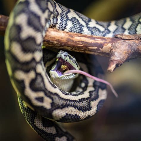 A Complete Guide to Taking Care of Pet Snakes - PetHelpful