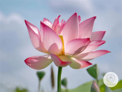 The Symbolism and Significance of the Lotus Flower in Hinduism ...